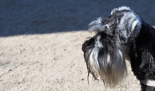 Close-up of a dog