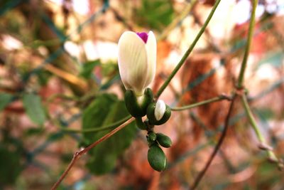 Close-up of flower buds