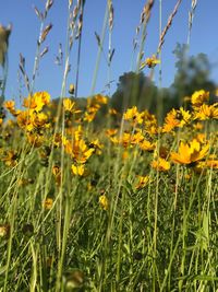 Close-up of yellow flowers blooming in field