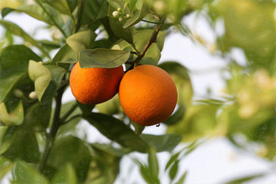 Low angle view of orange tree