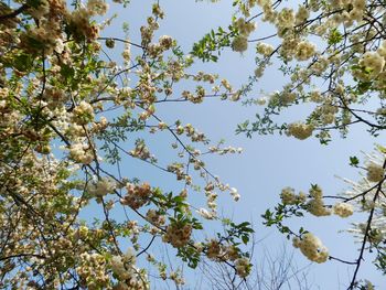 Low angle view of flowering tree against blue sky