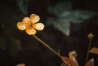 Close-up of yellow flowering plant