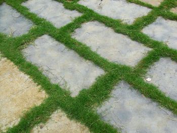 High angle view of rice field