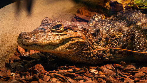 Close-up of an alligator