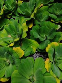 Full frame shot of lotus water lily