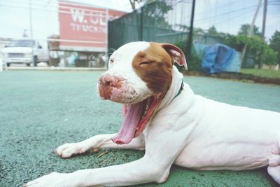 Close-up of lazy dog yawing