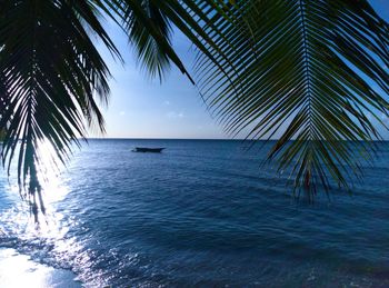Palm tree by sea against sky