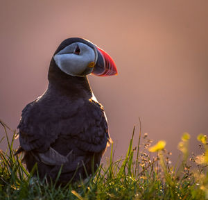 Close-up of puffin on land