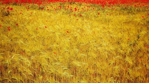 Full frame shot of yellow flowering plants on field