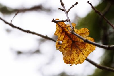 Close-up of dry leaves on branch against blurred background