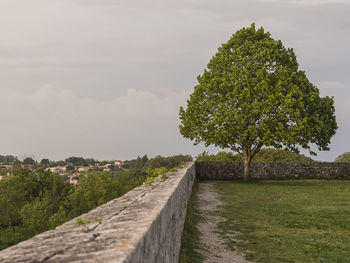 Tree growing on field against sky