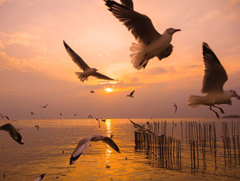 Seagulls flying against sky