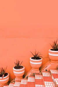 Potted plant against yellow wall