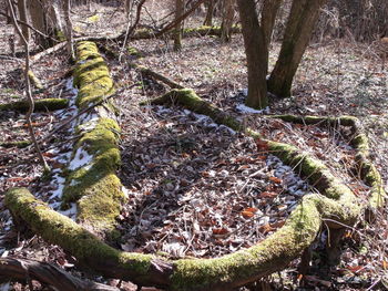 Trees in forest