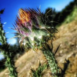 Close-up of thistle plant against sky