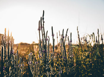 Close-up of plants on field against sky