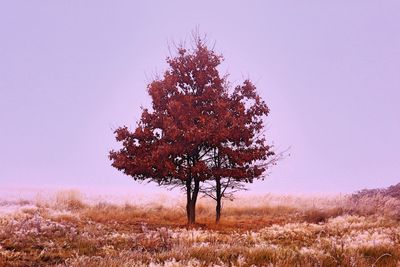 Tree on field against clear sky