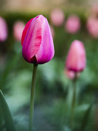 Close-up of pink tulip bud
