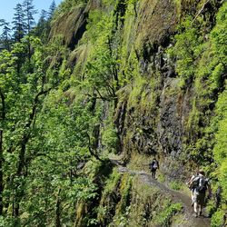 Rear view of people walking on mountain in forest