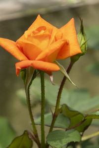 Close-up of orange rose