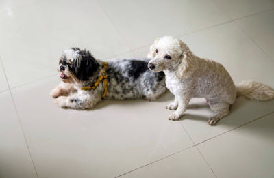 High angle view of dog relaxing on floor