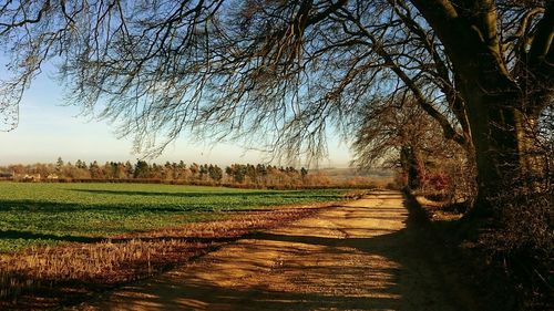 Dirt road amidst trees against sky