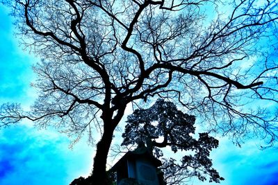 Low angle view of bare trees against blue sky