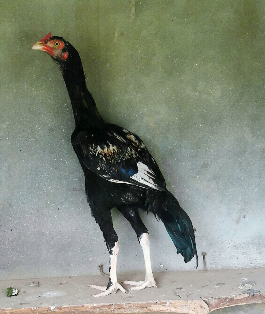 CLOSE-UP OF ROOSTER IN WATER