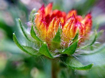 Close-up of flower bud growing outdoors