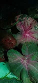 Close-up of pink flower floating on water