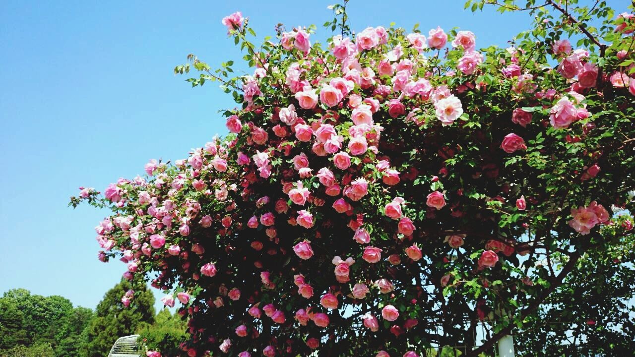 flower, freshness, growth, low angle view, tree, clear sky, beauty in nature, fragility, pink color, blooming, nature, branch, blossom, petal, in bloom, sky, sunlight, springtime, day, plant