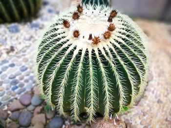 Close-up of cactus