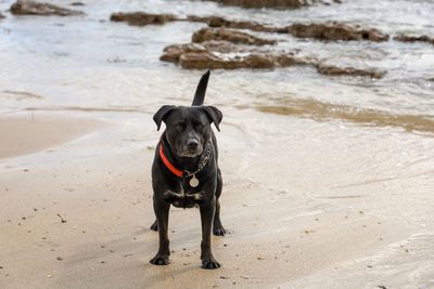 Portrait of dog on beach