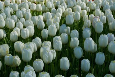 Full frame shot of white tulips