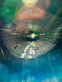 Close-up of spider on web