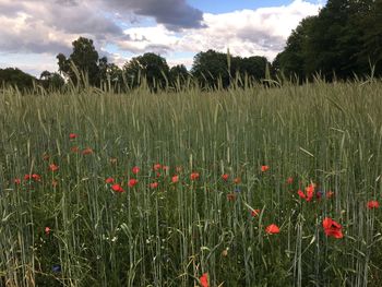 Flowering plants on field against sky