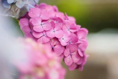 Close-up of pink flowers