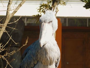 Close-up of bird perching on branch