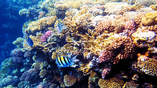 Close-up of coral in sea