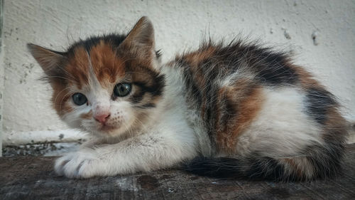 Close-up portrait of a cat