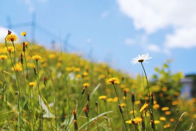 Close-up of yellow flowers blooming on field