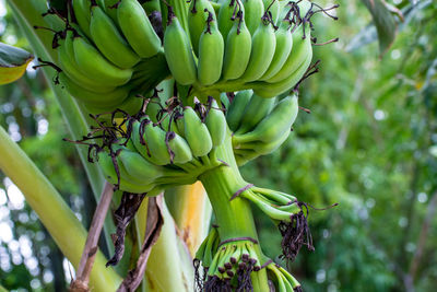 Unripe bananas on tree