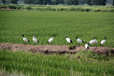 Flock of birds on grassy field