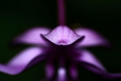 Close-up of purple flower