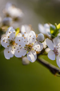 Close-up of white cherry blossom tree