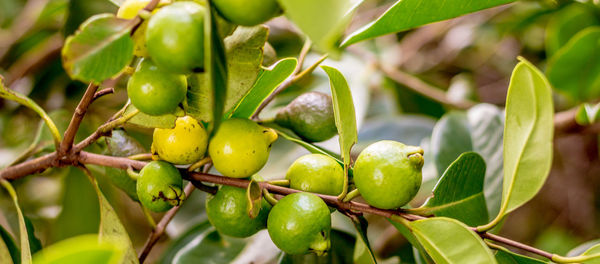 Close-up of fruits growing on tree