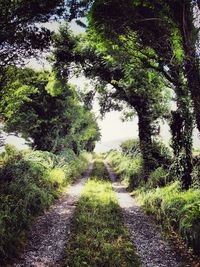 Footpath in park