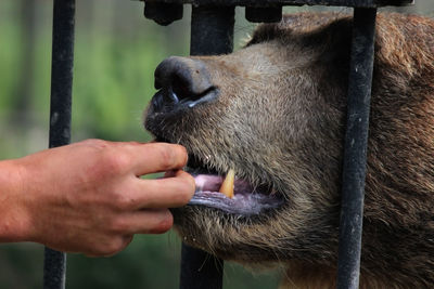 Close-up of hand holding animal eating