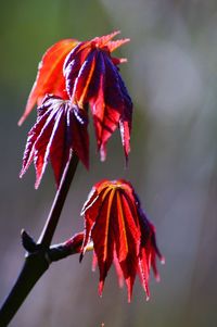 Close-up of wilted red flower