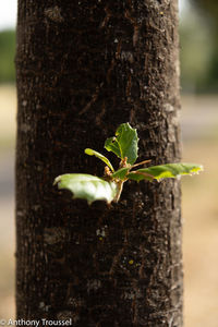 Close-up of tree trunk